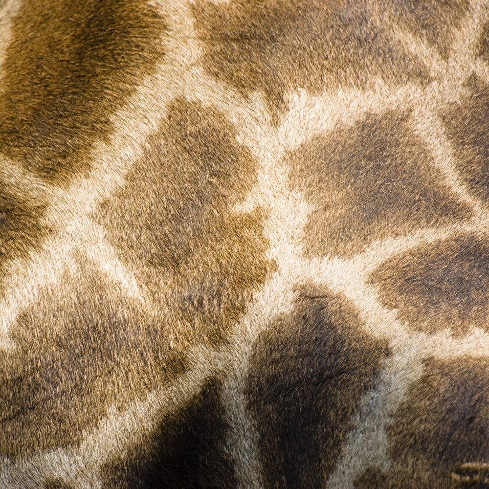 HPL Gentas - Kolor płyty: DG10 GIRAFFE, Fantazyjne Kolory